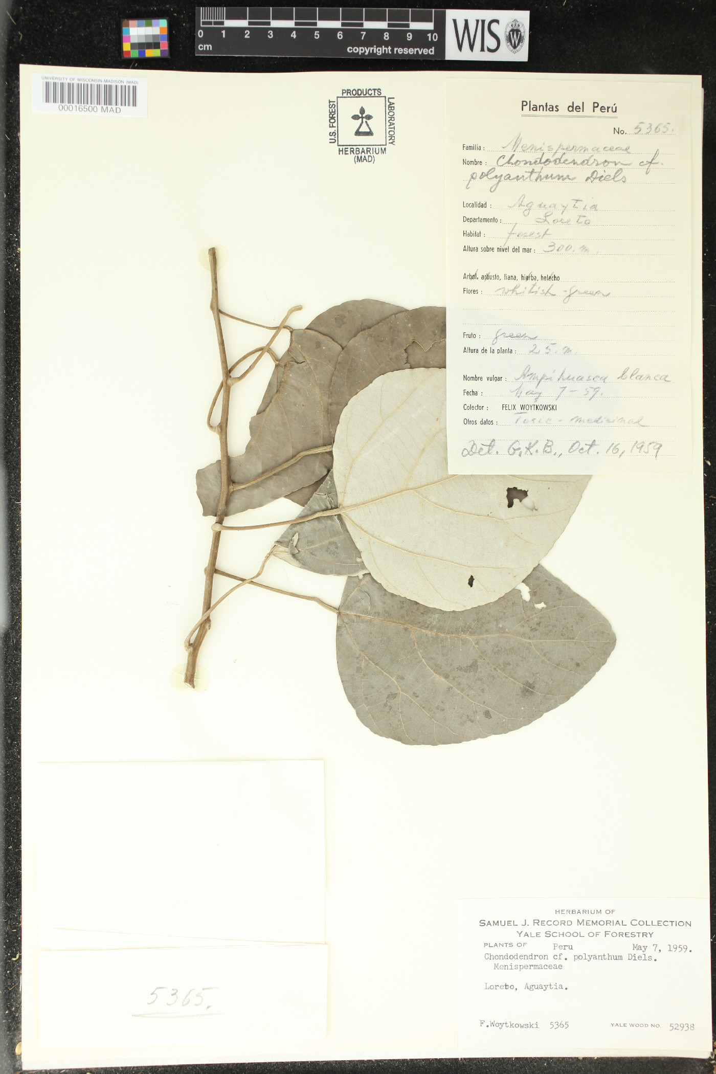 Curarea toxicofera image