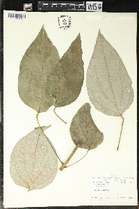 Curarea tecunarum image