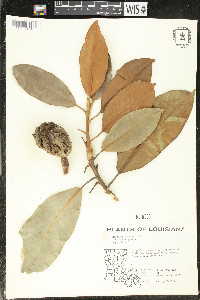 Magnolia grandiflora image