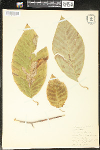 Magnolia acuminata image