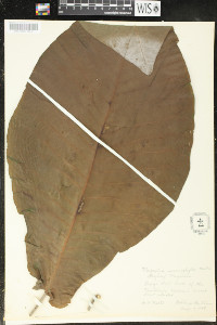 Magnolia macrophylla image