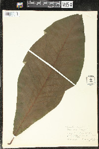 Magnolia tripetala image