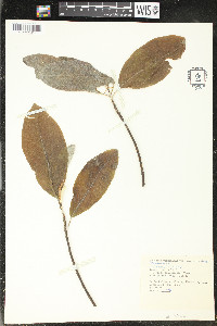 Magnolia virginiana image