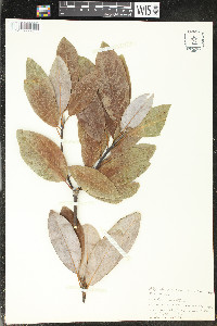 Magnolia virginiana image