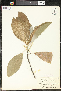 Magnolia virginiana image