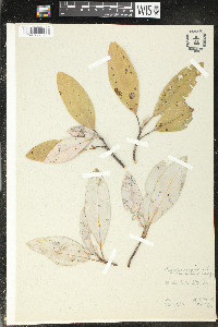 Magnolia virginiana image