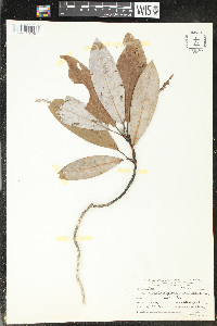 Magnolia virginiana image