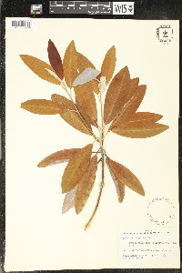 Magnolia virginiana image