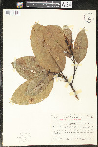 Magnolia poasana image