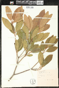 Illicium anisatum image