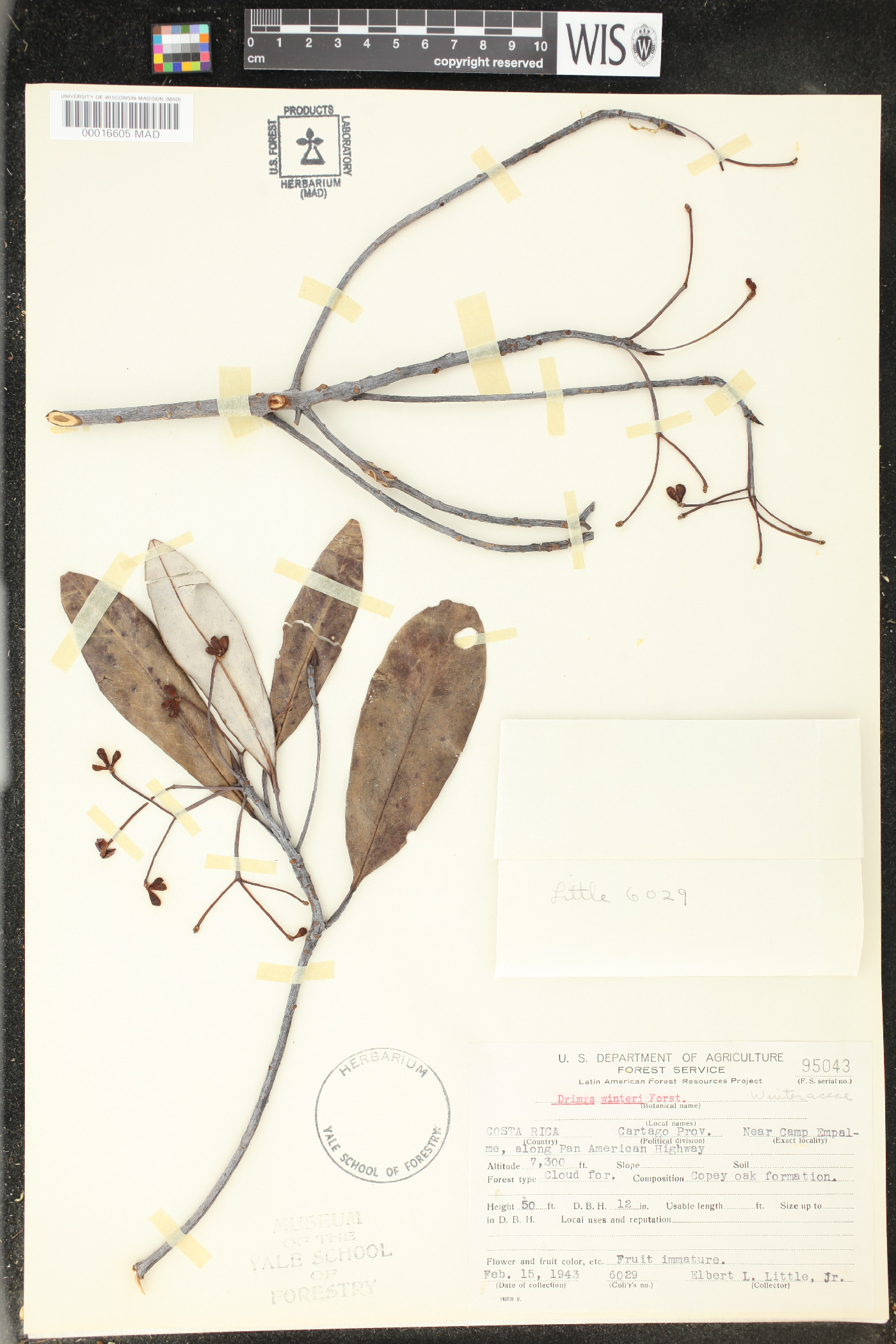 Drimys winteri image