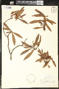 Drimys stipitata image