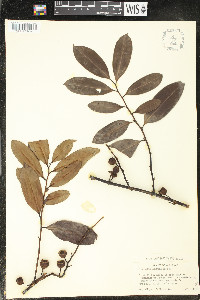 Eupomatia laurina image