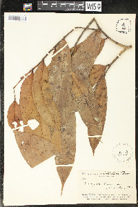 Anaxagorea brevipes image