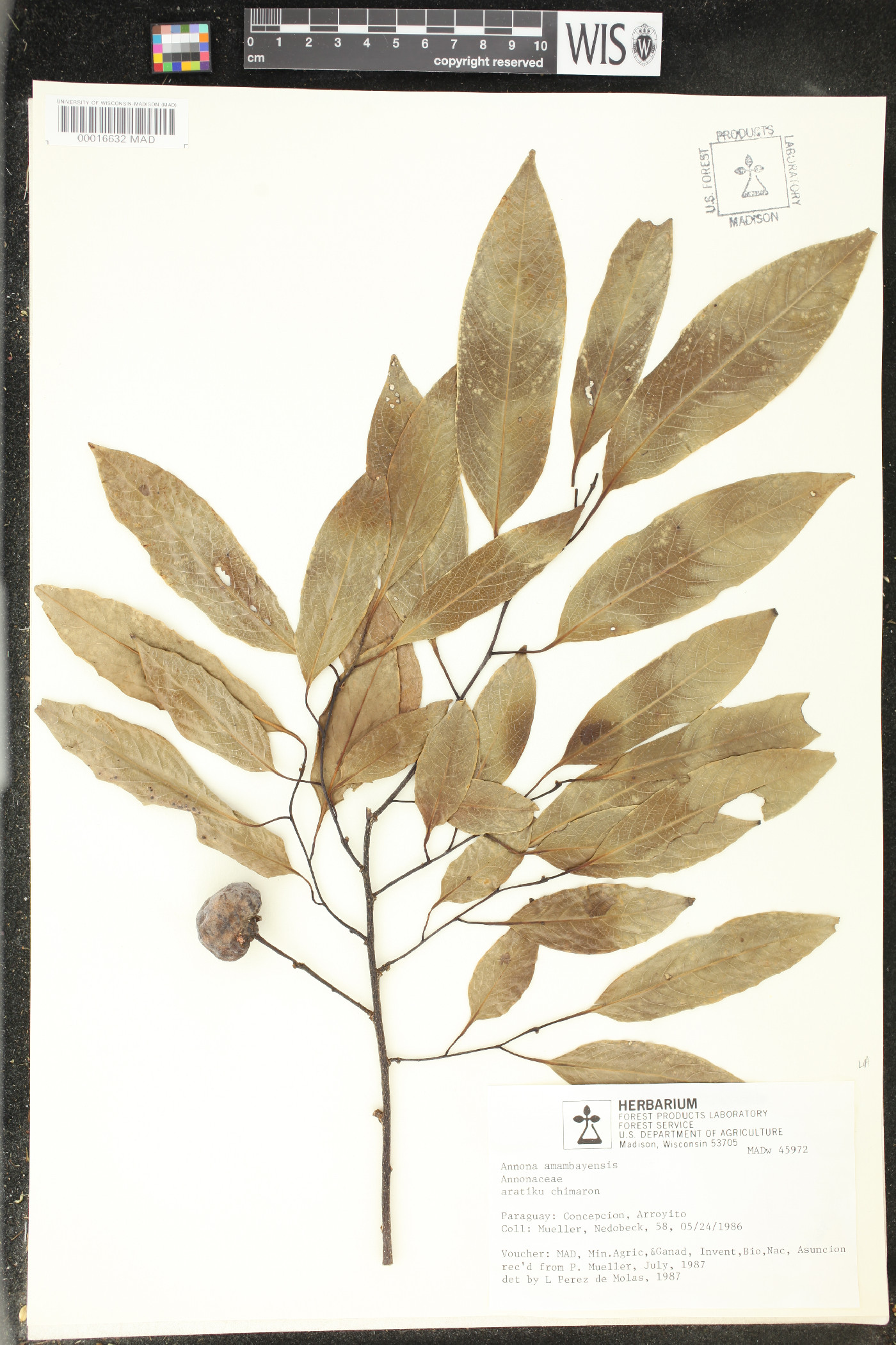 Annona cacans image