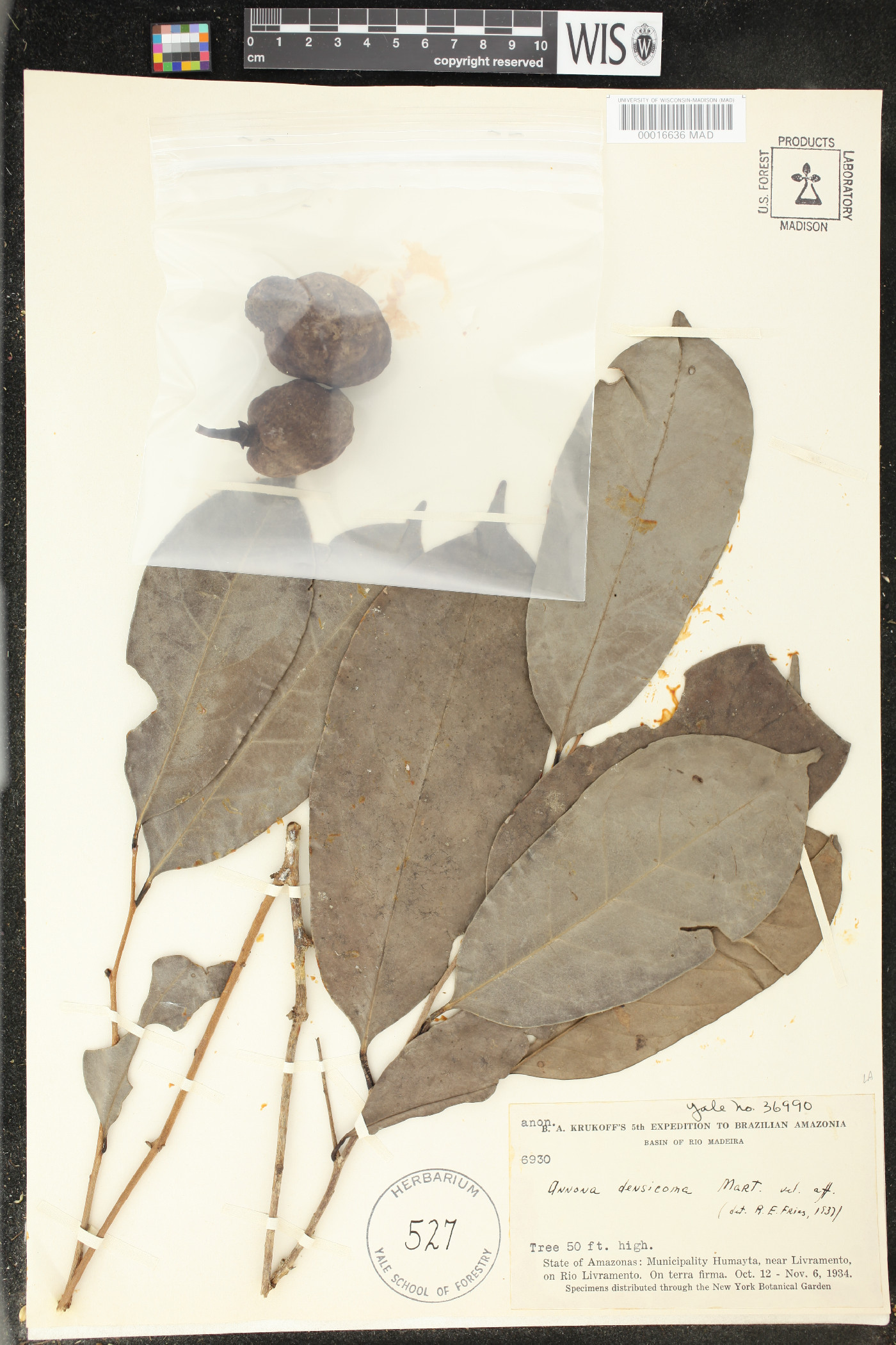 Annona densicoma image