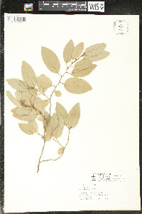 Image of Annona cornifolia