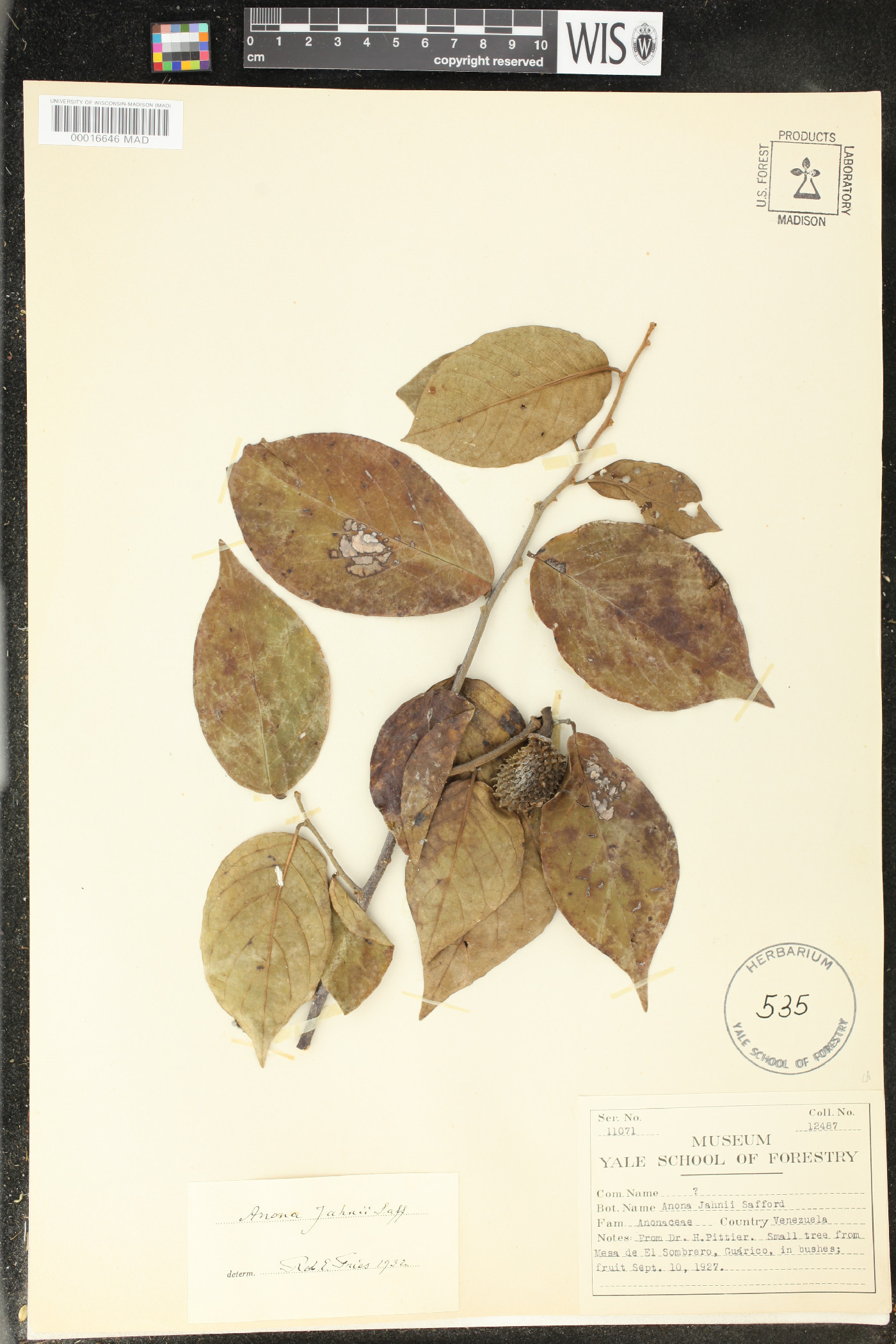 Annona jahnii image
