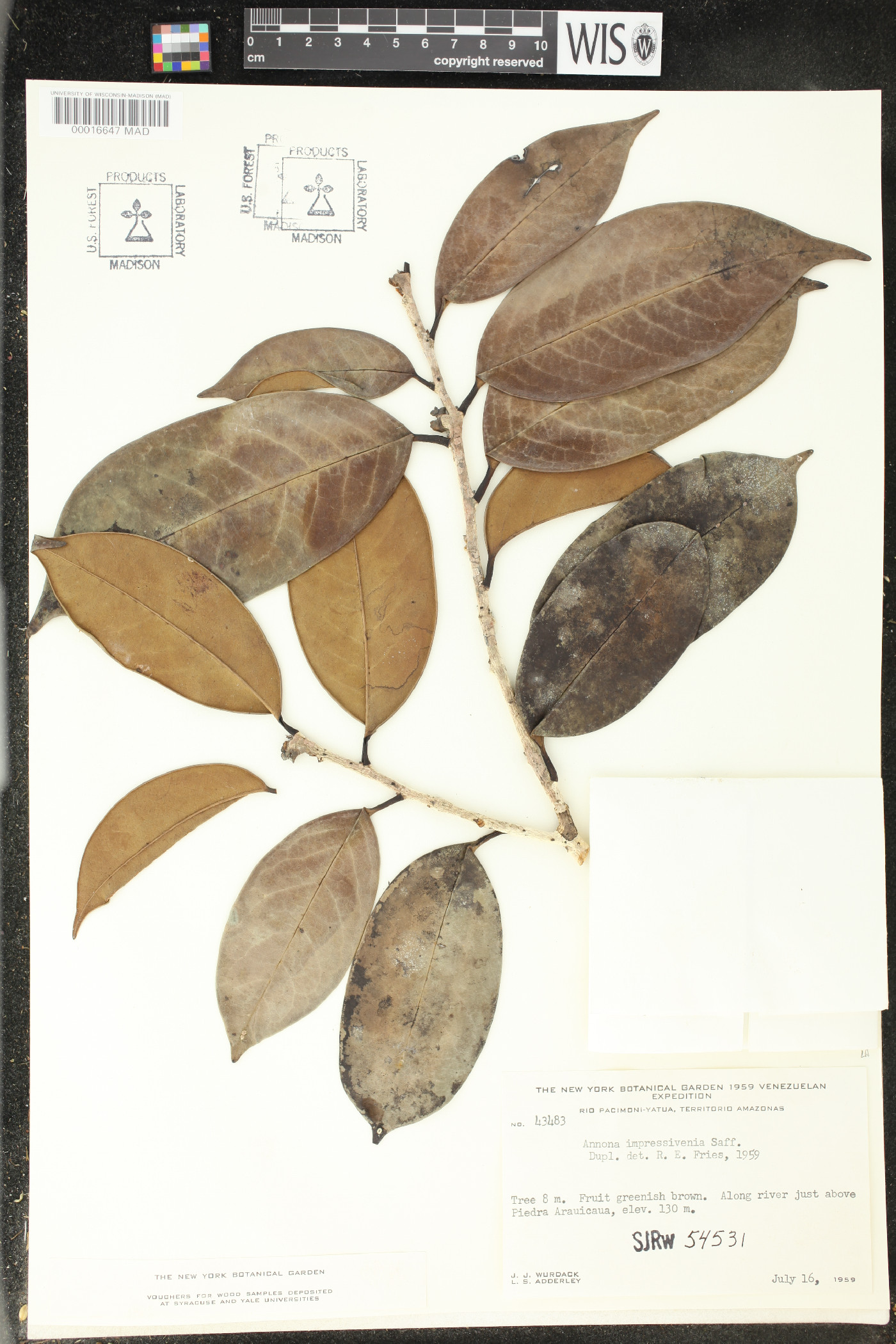 Annona impressivenia image