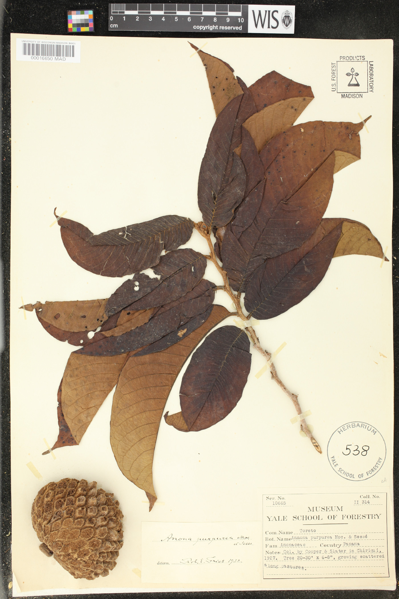 Annona purpurea image