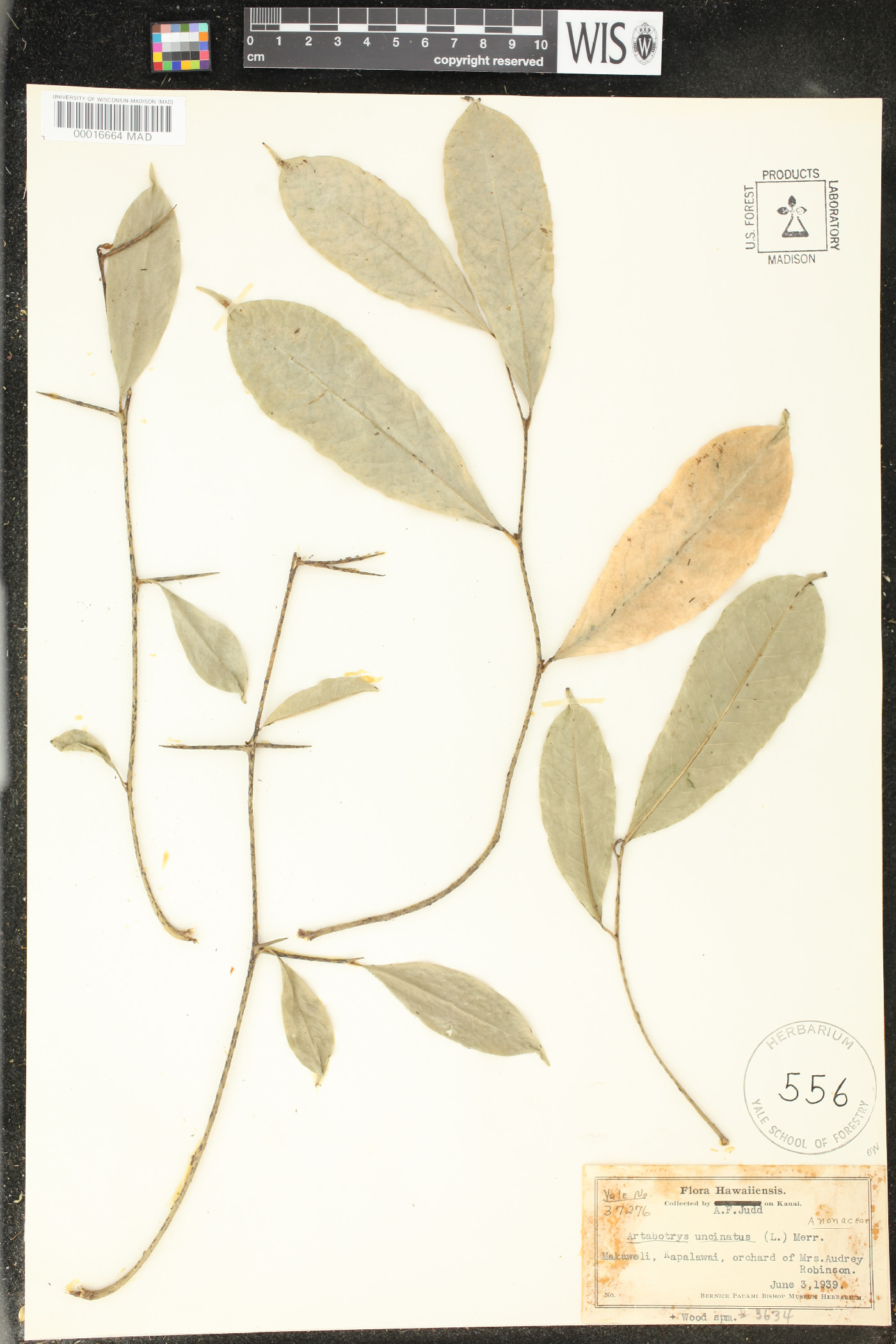 Artabotrys hexapetalus image
