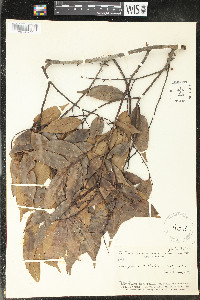Bocageopsis multiflora image