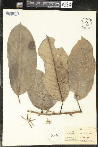 Cananga odorata image