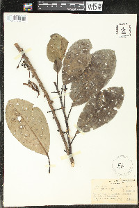 Cananga odorata image