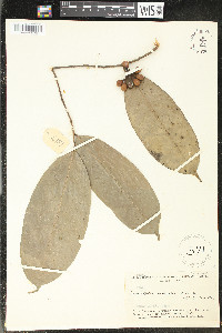 Cremastosperma cauliflorum image