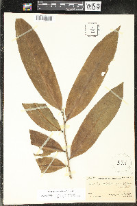 Cymbopetalum baillonii image