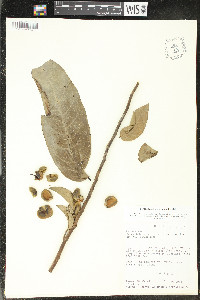 Cymbopetalum mayanum image