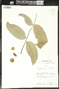 Cymbopetalum mayanum image