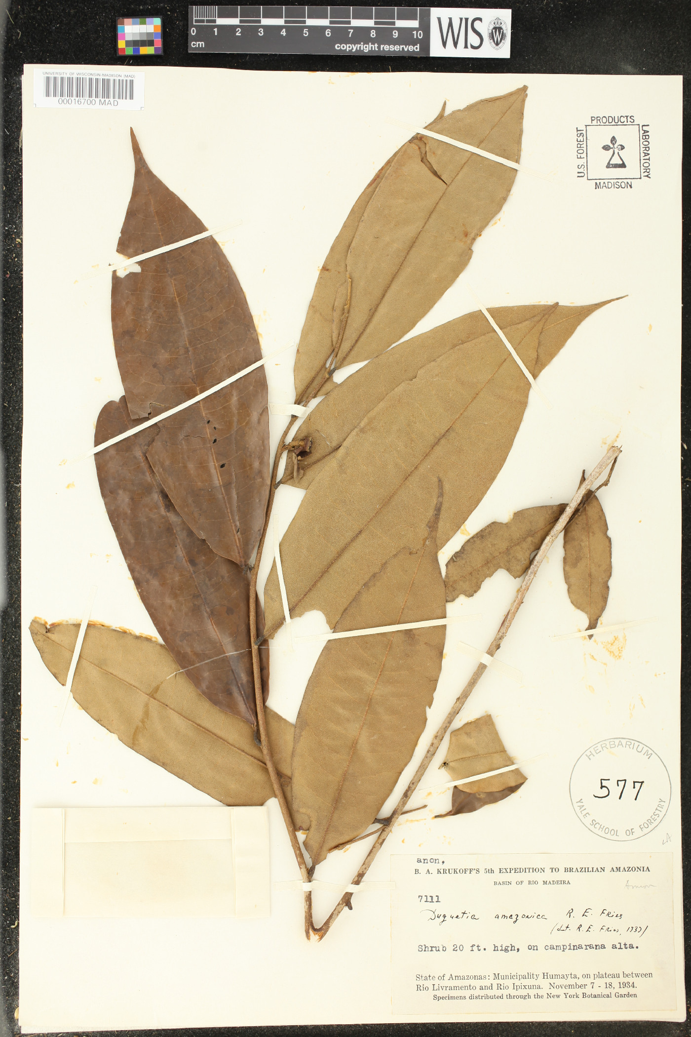 Duguetia argentea image