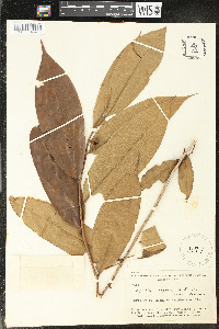 Media resource of Duguetia argentea