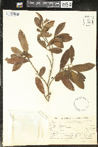 Duguetia lanceolata image