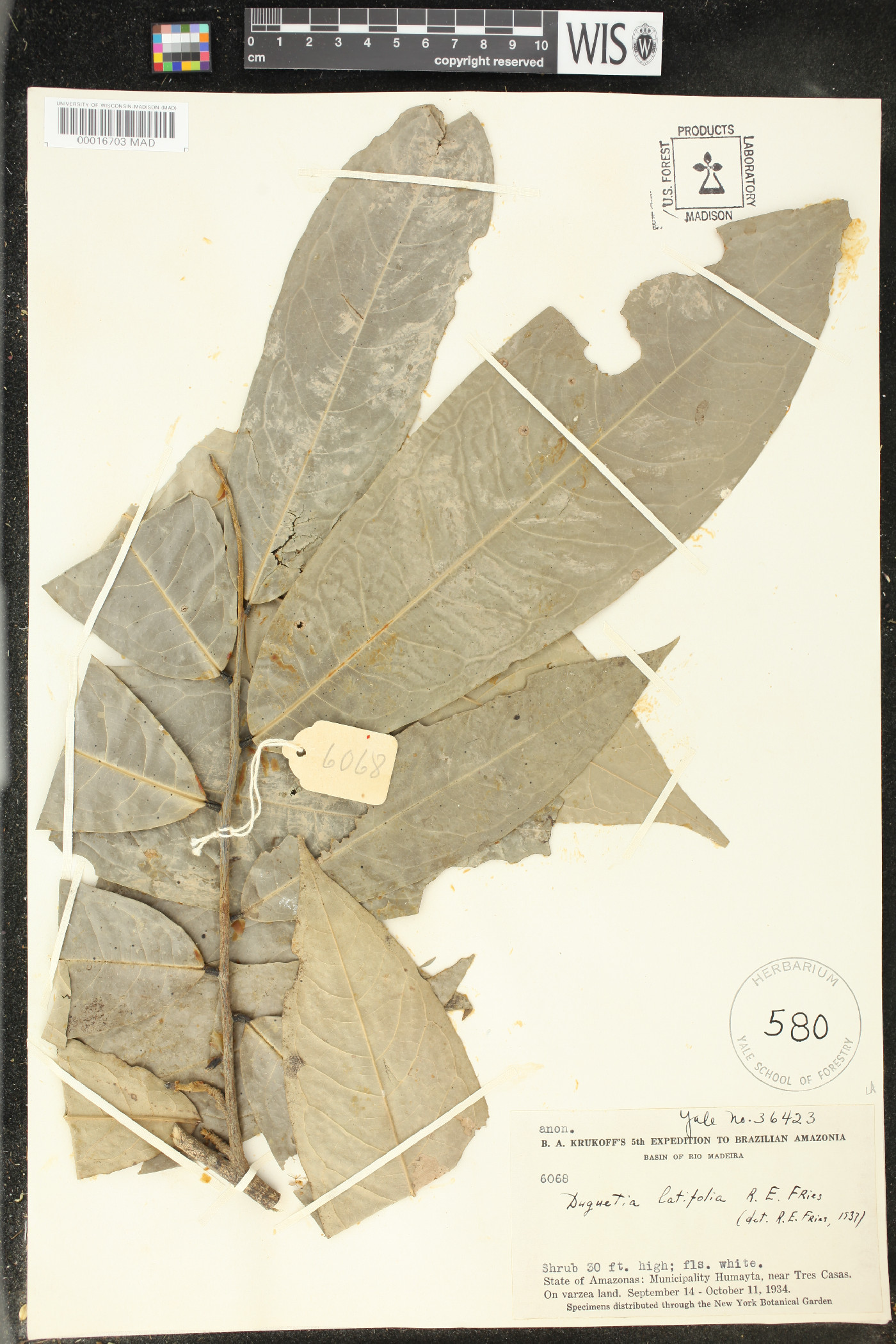 Duguetia latifolia image