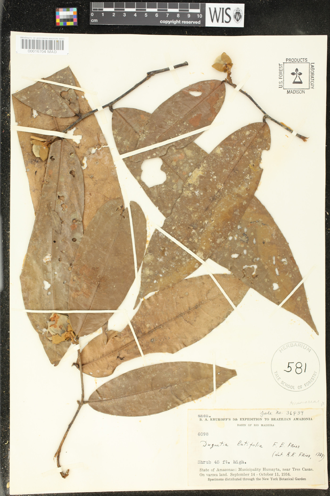 Duguetia latifolia image