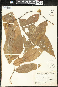 Duguetia latifolia image