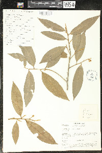 Duguetia quitarensis image
