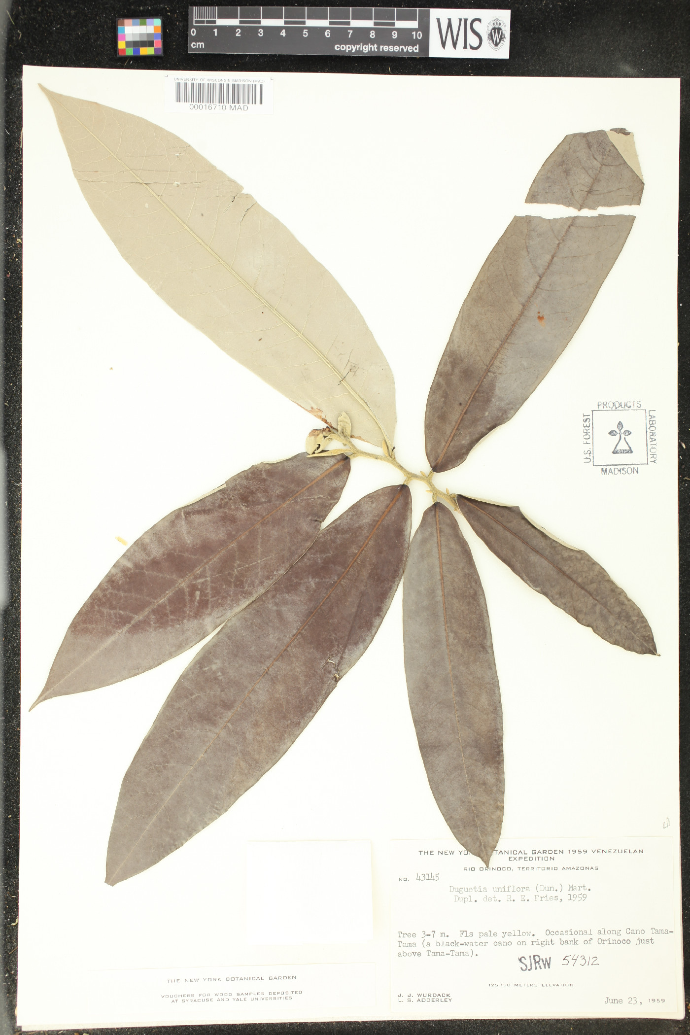 Duguetia uniflora image