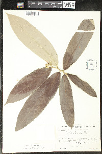 Media resource of Duguetia uniflora