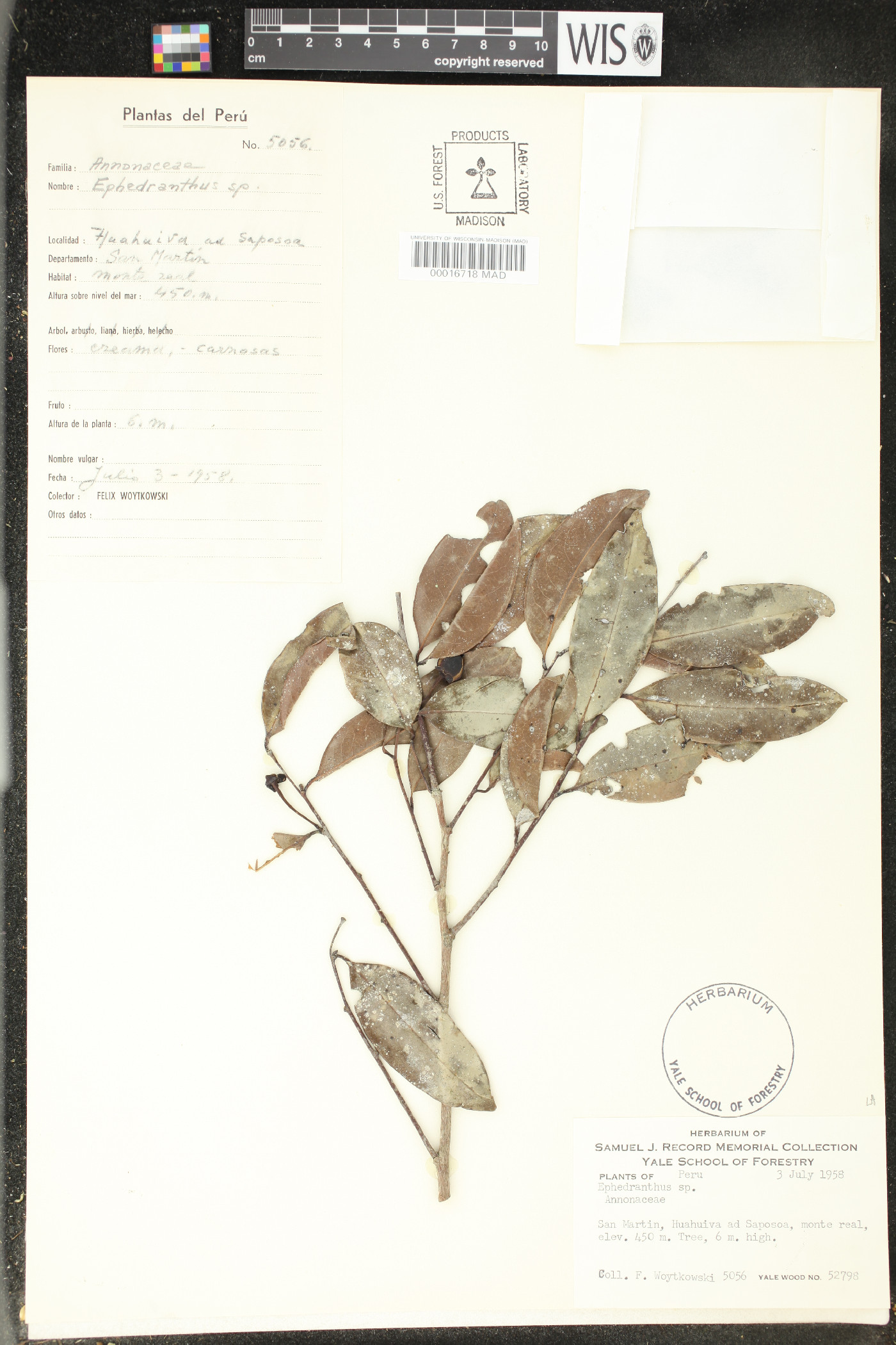 Ephedranthus image