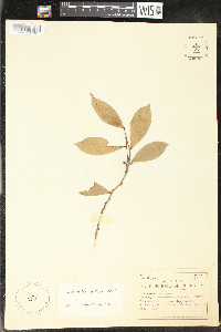 Oxandra espintana image