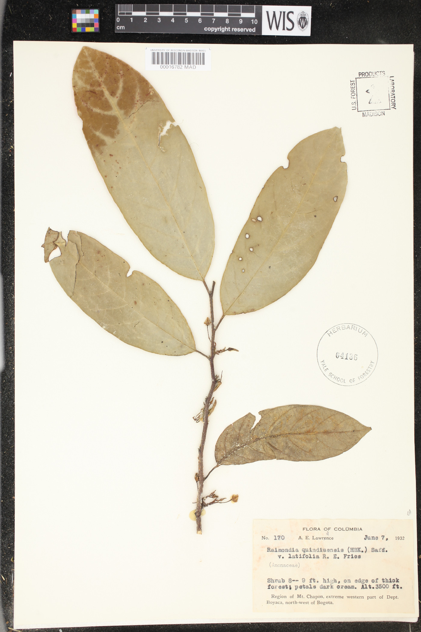 Annona conica image