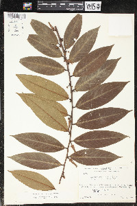 Xylopia aromatica image