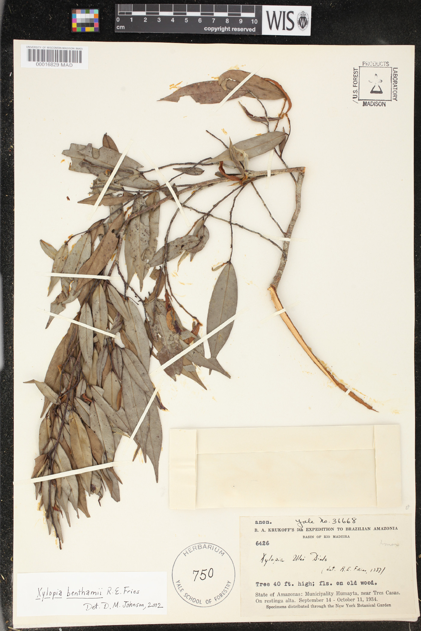 Xylopia benthamii image