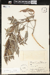 Xylopia benthamii image