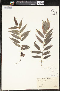 Xylopia frutescens image