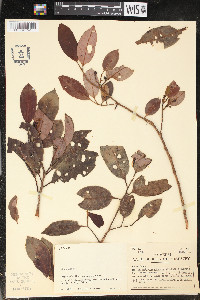 Otoba gracilipes image