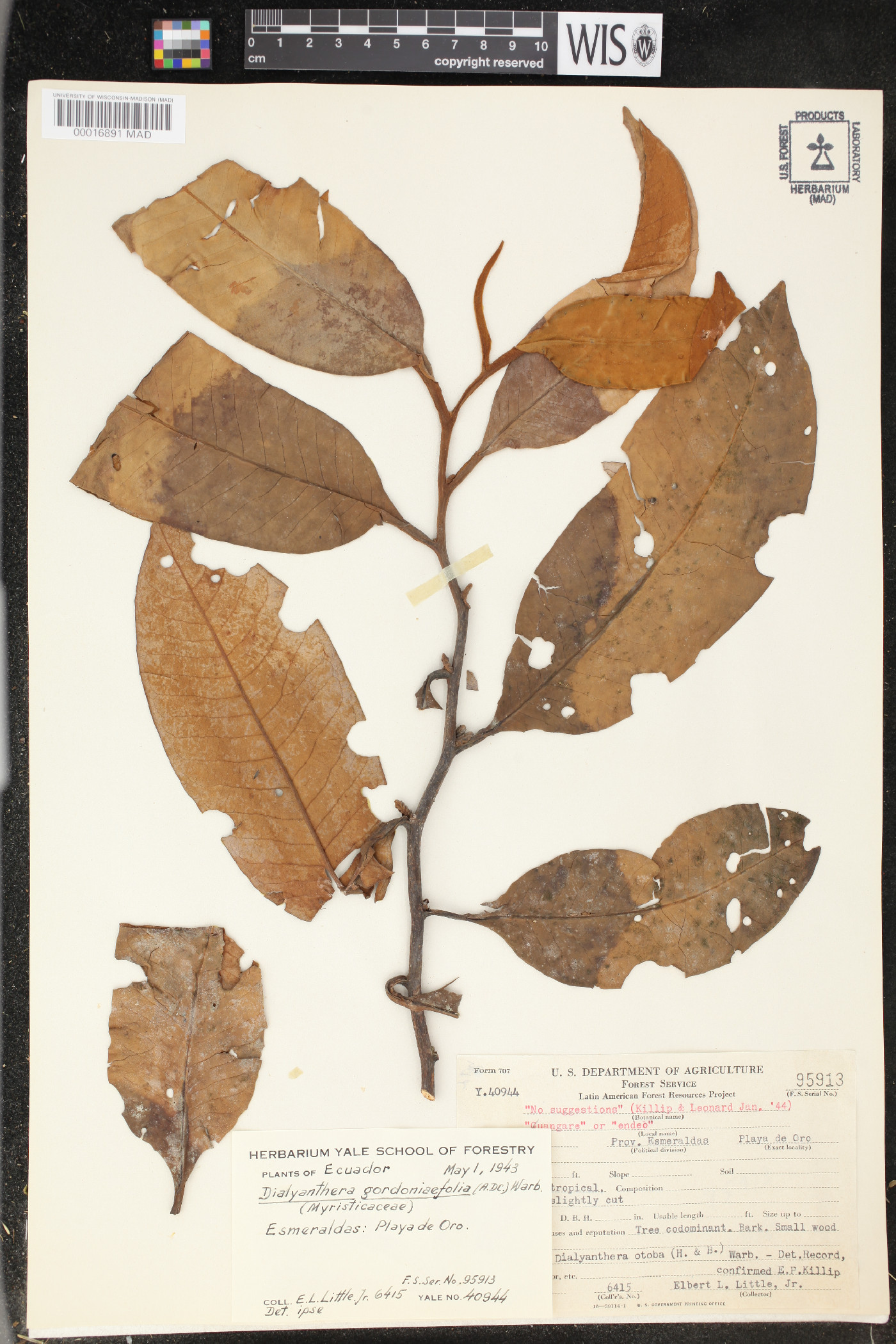 Otoba gordoniifolia image